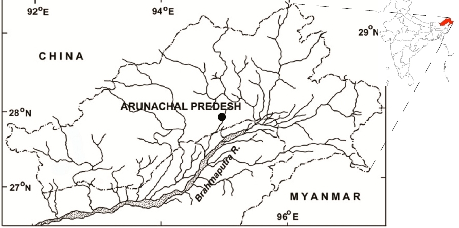 Map showing type locality of B. singenensis in Arunachal Pradesh state, India. B. sp. Buxar is collected in West Bengal several hundred kilometers west.