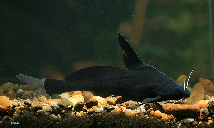 This species is rarely-seen in the aquarium trade.