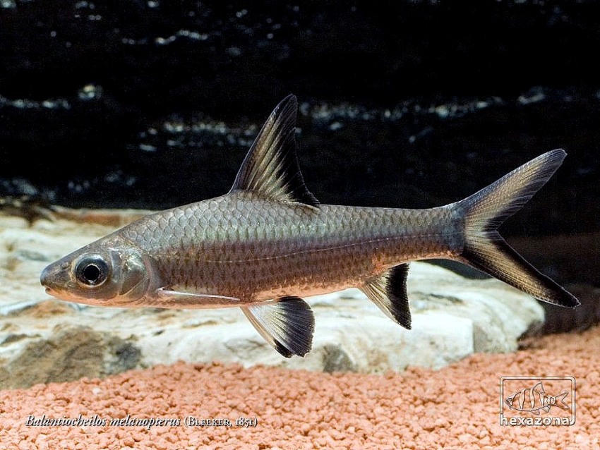 Young individual; this is the age at which the species is most often seen on sale, with a size between 50 - 100 mm SL..