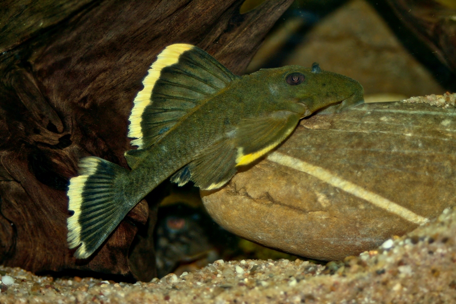 Subadult specimen...