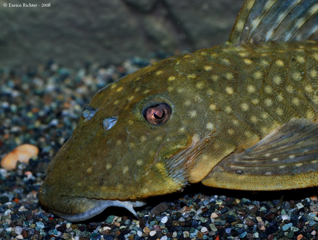 Detail of head and anterior portion of body showing odontote development.