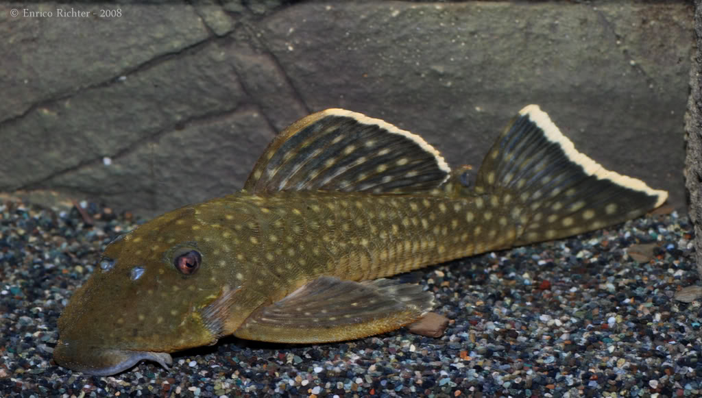 ...and another with more prominent light spots on the body.