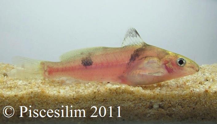 Specimen from Kelantan state, northern Peninsular Malaysia.
