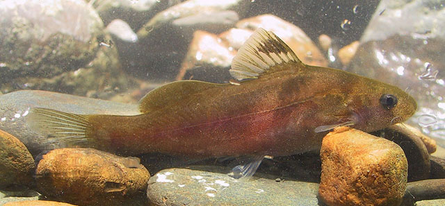 Field image if an adult specimen taken immediately post-capture.
