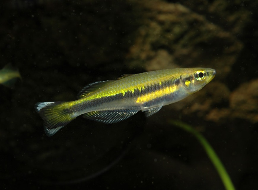 Adult female; aquarium strain.