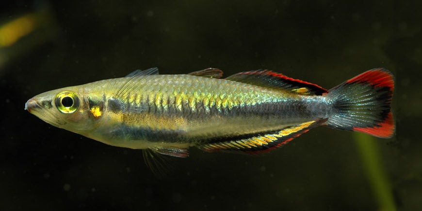 Adult male specimen from the aquarium trade.