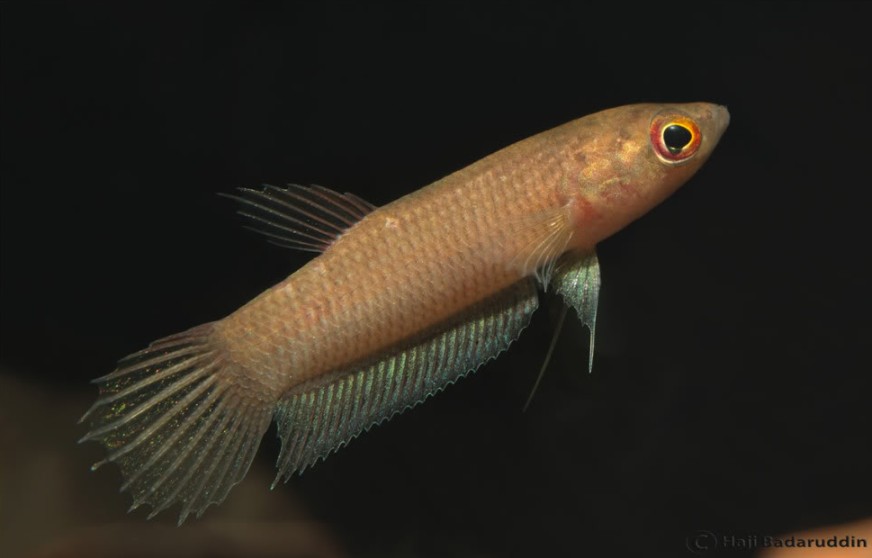 Young specimen collected from Daro, Sarawak.