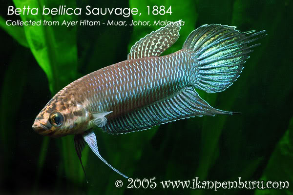 Adult male from Johor state, Peninsular Malaysia.