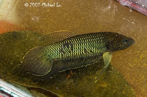 Adult male collected at Ayer Hitam, Johor state, Peninsular Malaysia.