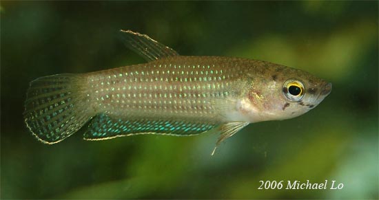 Wild-collected male from Pontianak, Kalimantan, Indonesia.