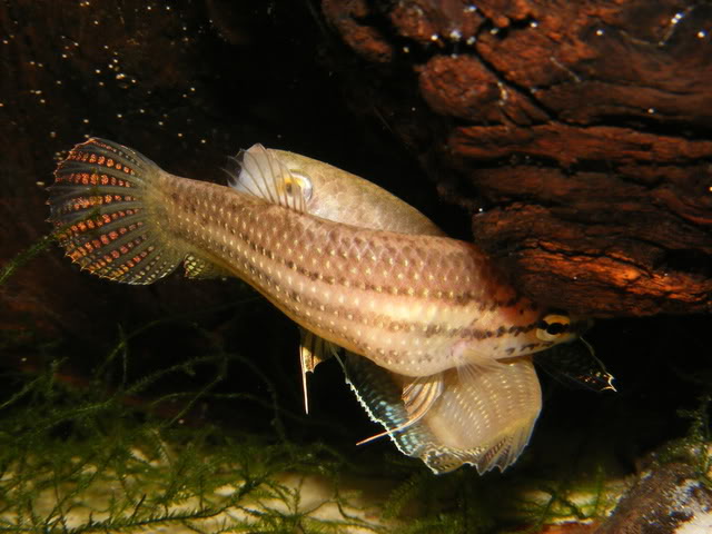 A pair prepare to initiate a spawning embrace; female at front.