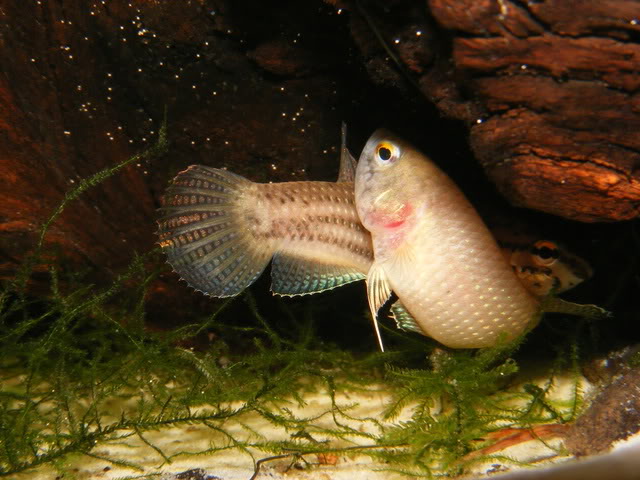 The male wraps his body around that of the female.