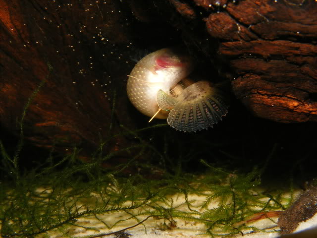 The point of climax, at which eggs and milt are released.