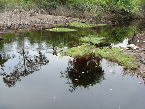 Modified habitat of the species in Kalimantan Barat (West Kalimantan) province, Indonesia, Borneo.