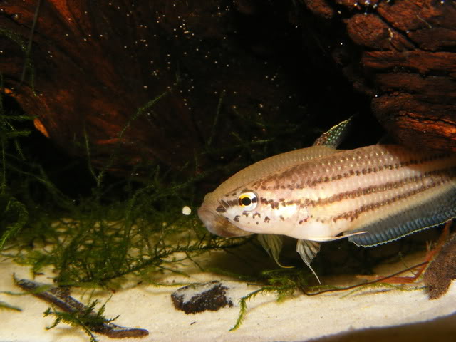 The female collects each batch of eggs and passes them to the male...