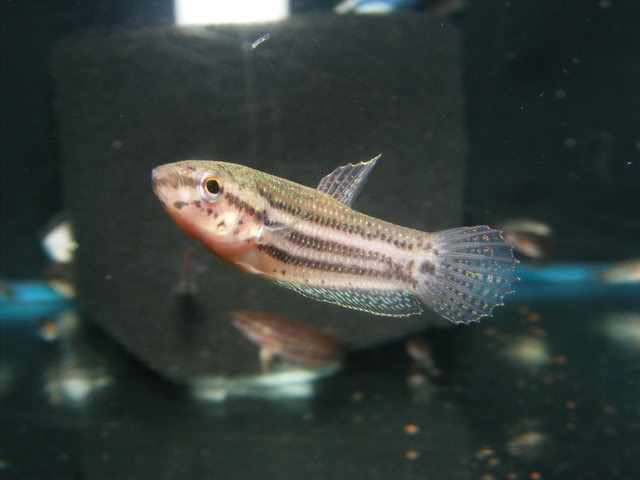 Captive-bred specimen at three months of age.