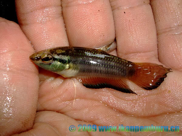 Specimen collected from the stream in the previous image.