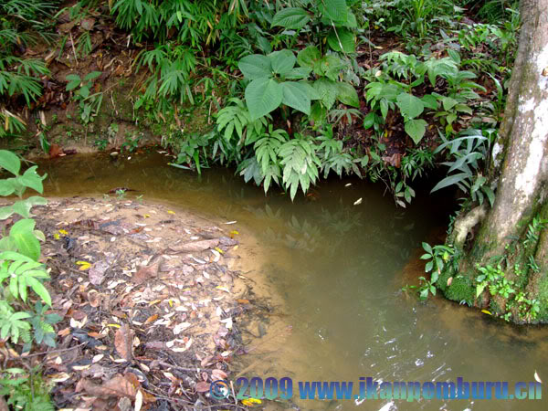 Habitat in Kalimantan Barat (West Kalimantan) province, Indonesian Borneo.