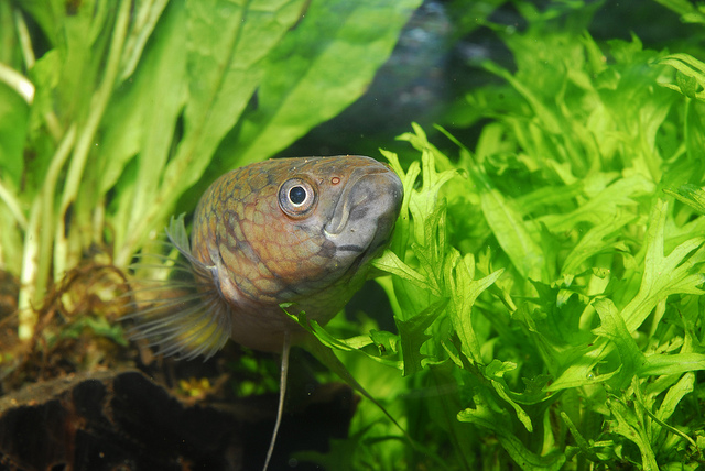 Head detail of male.