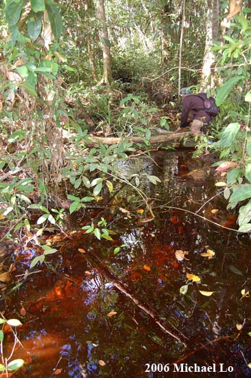 Blackwater habitat in the lower Batang River basin, Samarahan Division, Sarawak.