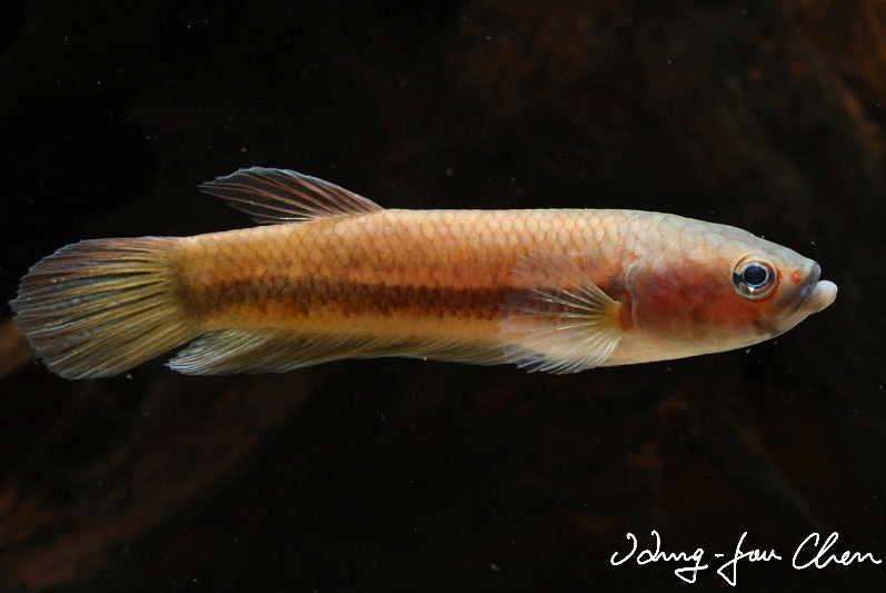 Adult female; population unspecified.