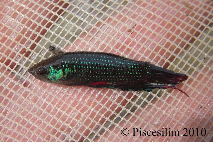 Freshly-collected adult male from Penang state, Peninsular Malaysia.