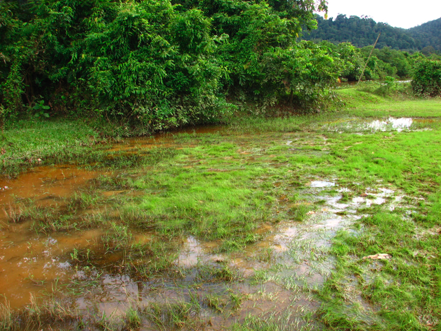Habitat in Krabi province, southern Thailand.
