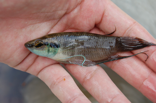 Freshly-collected adult male.