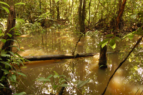 A freshwater swamp habitat in the Batang Kayan river basin, Sarawak.