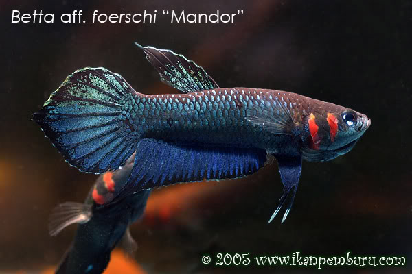 Adult male; aggressive colour pattern.