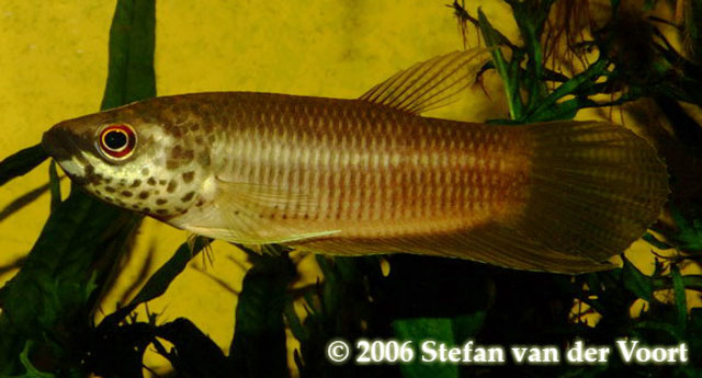 Adult male specimen.