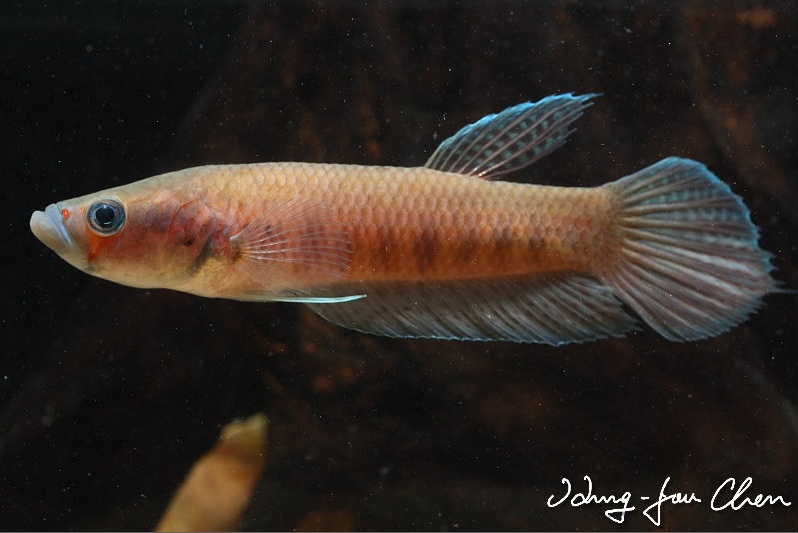 Young adult male specimen from the aquarium trade; population unspecified.