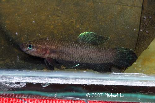 Freshly-collected wild male specimen.