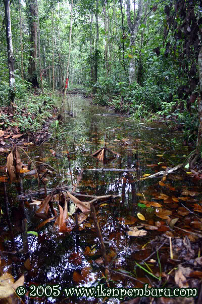 Peat swamp habitat of B. persephone in Johor.
