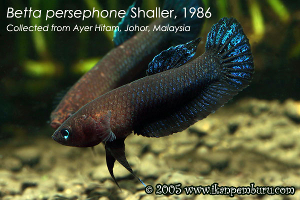 Adult male of the Ayer Hitam population; aggressive colour pattern.