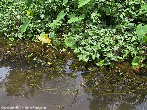 Habitat in southeastern Thailand.