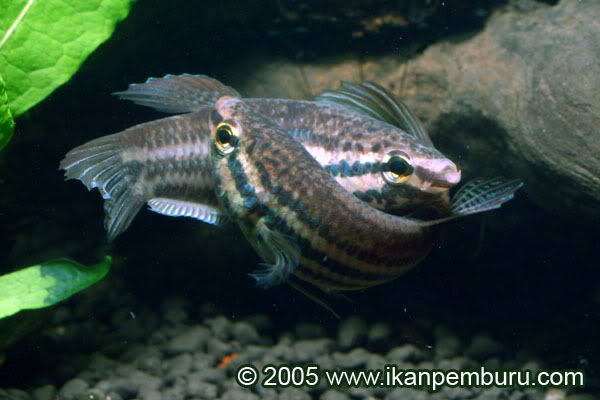 The male prepares to wrap his body around that of his mate.