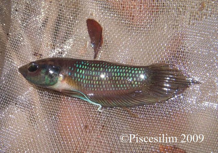 Adult male from Johor state, southern Peninsular Malaysia.