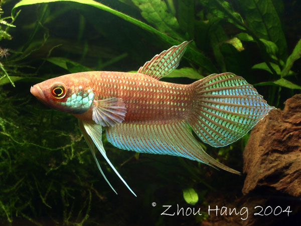 Adult male specimen collected in Jambi province, Sumatra.