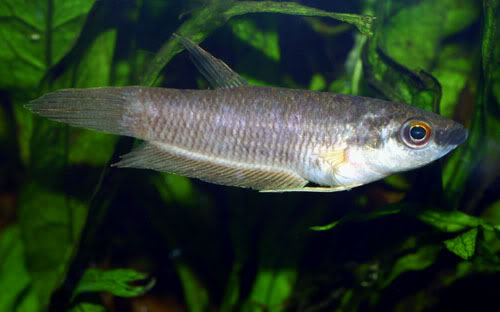 Young specimen; population unspecified.