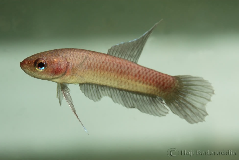 Male specimen displaying little colour due to stress or having just been released into an aquarium.