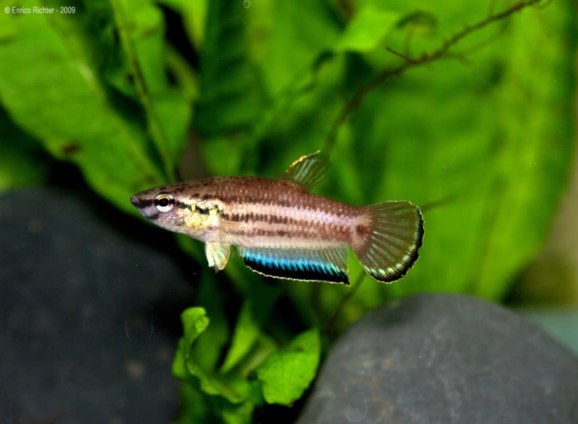 Adult male: neutral colour pattern.