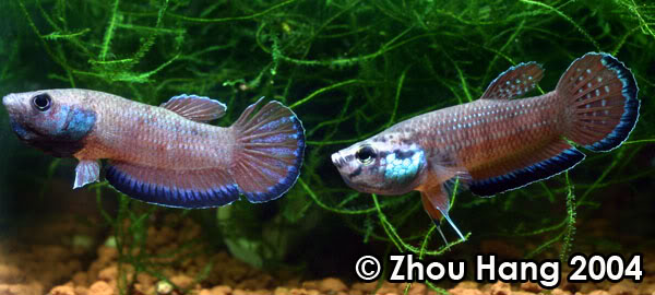 Adult males from the type locality (left) and Ao Luek (right), respectively.