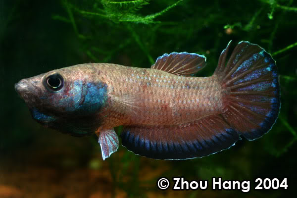 Adult male from the type locality; aggressive colour pattern.