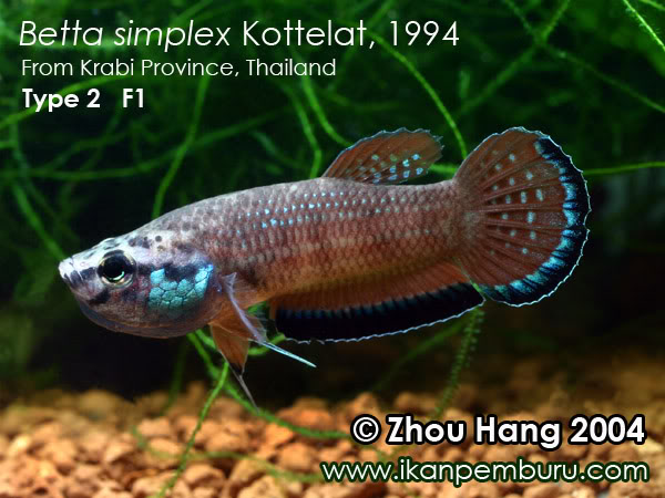 Adult male from a second locality close to Ao Luek; aggressive colour pattern.