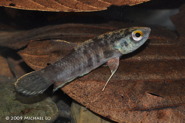 Specimen close to Rajang, Sarawak; stress colour pattern