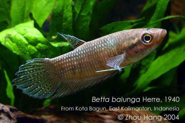 Adult female from Bagun.