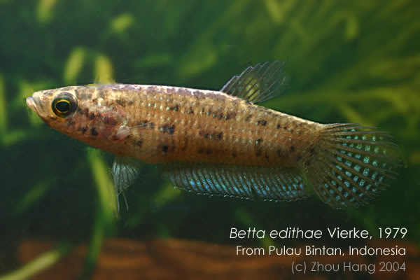 Adult female from Bintan Island.