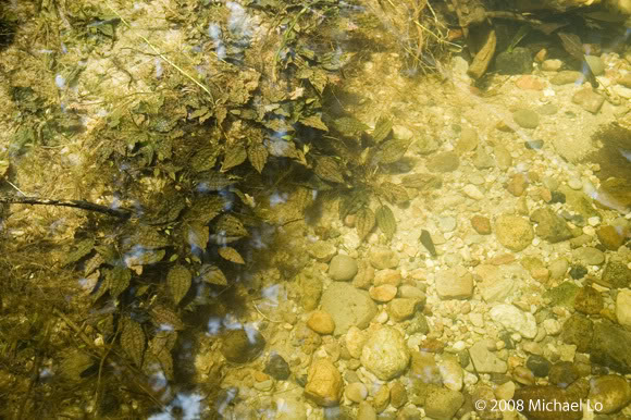 The aquatic plant Cryptocoryne striolata growing at the habitat in the previous image.
