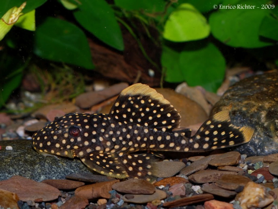 Subadult of the rio Iriri form, also known by the code L177.